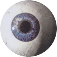 eyeball